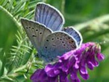 Amanda Blue butterfly